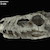 A CT scanned dino skull
